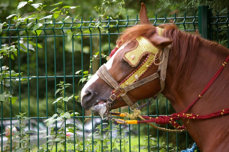 Les chevaux marocains: Les Chevaux Marocains 047